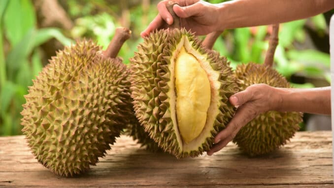 Durian: Ovoce, které páchne jako žumpa, ale chuťově připomíná nebe