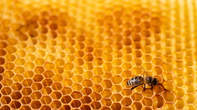 Halucinogenní med: Nepálci kvůli němu riskují životy a nebezpečný je i pro konzumenty