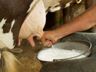 Kravské mléko vám nechutná? Zkuste rostlinné, přináší mnoho benefitů