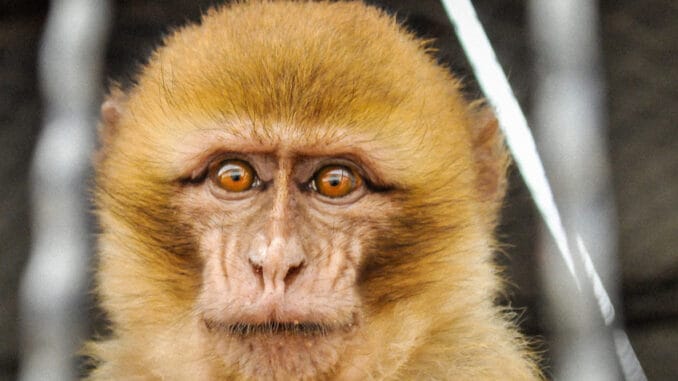 Opičí mozek pojídaný rovnou z živé opice: Neetická praktika, která přináší nejen vážné choroby, ale i tučnou pokutu