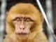 Opičí mozek pojídaný rovnou z živé opice: Neetická praktika, která přináší nejen vážné choroby, ale i tučnou pokutu
