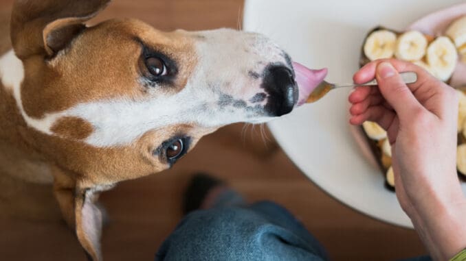 Pes a lidské jídlo: Žebravým očím občas podlehnete. Dejte si pozor, tyto potraviny jsou pro ně vysoce toxické