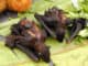 Smažení netopýři: Pochoutka z Thajska je doprovázena nejen předsudky, ale i nevábným odérem