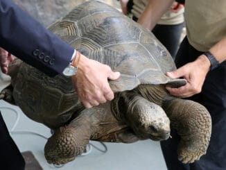 Želvy na Galapágách jako „živé konzervy“. Dnes přísně chráněný poklad, v minulosti zásobárna čerstvého masa