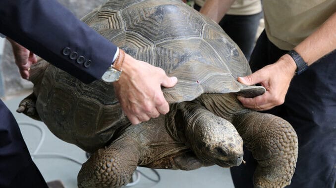 Želvy na Galapágách jako „živé konzervy“. Dnes přísně chráněný poklad, v minulosti zásobárna čerstvého masa