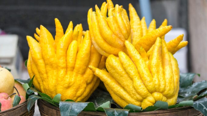 Buddhova ruka: Voňavé ovoce svým vzhledem připomíná vetřelce. Je chutné a má významnou symbolickou hodnotou