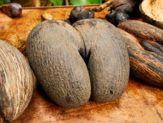Coco de Mer: Vzácný kokos, který připomíná dámský klín. Místní vláda střeží tyto stromy jako oko v hlavě