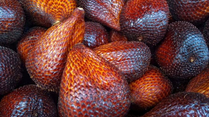 Salacca Zalacca je populární „hadí ovoce“. Domněnky o tom, že je jedovaté, budí u lidí respekt dodnes