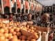 Po stopách pomerančové tradice italského karnevalu v Ivrea, která vede do hluboké minulosti