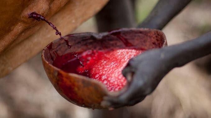 Keňa a masajský rituál pití kravské krve: Bohatství je posuzováno podle velikosti stáda a krev se konzumuje čerstvá