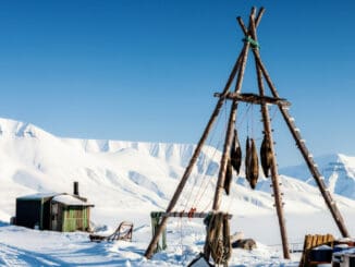 Kiviak: Grónská specialita, která už není ani pro otrlé se silným žaludkem. Tuleň slouží jako konzerva naplněná těly ptáků