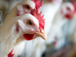 Důraz na rychlý růst vede u kuřat k zdravotním problémům, na které mohou doplatit i konzumenti masa