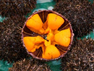 Mořský ježek na talíři: V Chile patří k národním specialitám. Tento syrový předkrm je delikatesou především pro bohaté