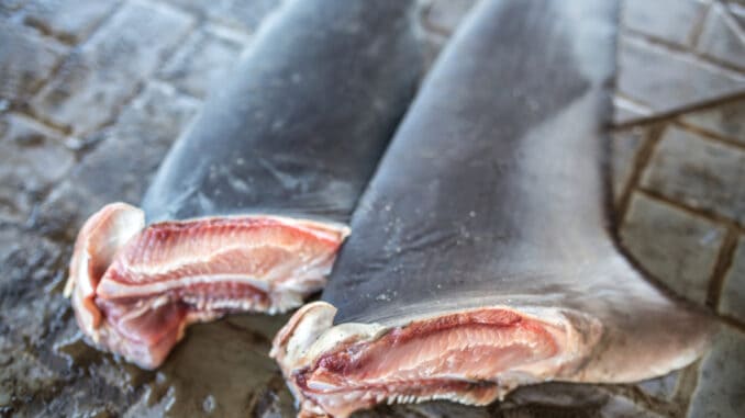 Polévka ze žraločích ploutví: Pojí se s ní temné stránky i nehumánnost. Proto je v některých zemích zakázaná