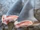 Polévka ze žraločích ploutví: Pojí se s ní temné stránky i nehumánnost. Proto je v některých zemích zakázaná