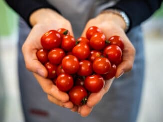 Rajčata tvarem srdce nejen připomínají, ale také ho ochraňují. Zvládnou toho však mnohem víc