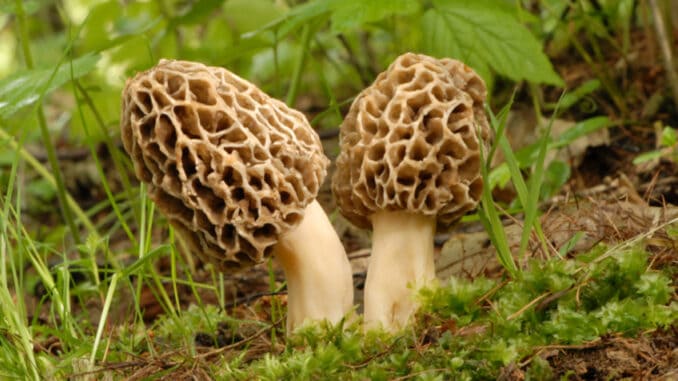 Smrž obecný jako drahá komodita: Sběrem této chutné jarní houby si můžete i slušně vydělat