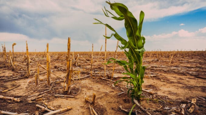 Na některé potraviny dopadá změna klimatu už teď. Těchto bude v blízké budoucnosti nedostatek