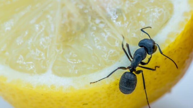 Mravenci v domácnosti: Láká je vše sladké, neodolají ani zbytkům. Zbavte se nezvaných návštěvníků