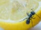 Mravenci v domácnosti: Láká je vše sladké, neodolají ani zbytkům. Zbavte se nezvaných návštěvníků