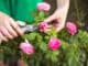 Zdravé a plné květů: Neotálejte, je ideální čas na prořezávání růží