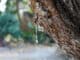 Chioská masticha: Tekutý poklad s vůní borovice. Řecký likér z pryskyřice patří mezi světové dědictví UNESCO