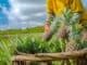 Ananas je známý jako chutná a vitaminová bomba. Jeho pěstování má však na planetu vážné dopady