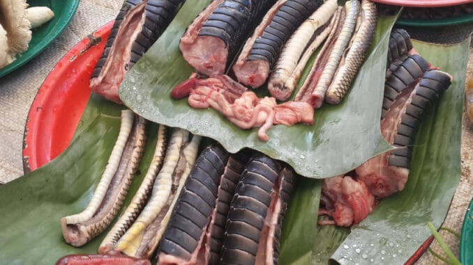 Hadí maso: Při přípravě pozor na jedové zuby. Exotika na talíři není pro každého, přesto dnes není žádnou raritou