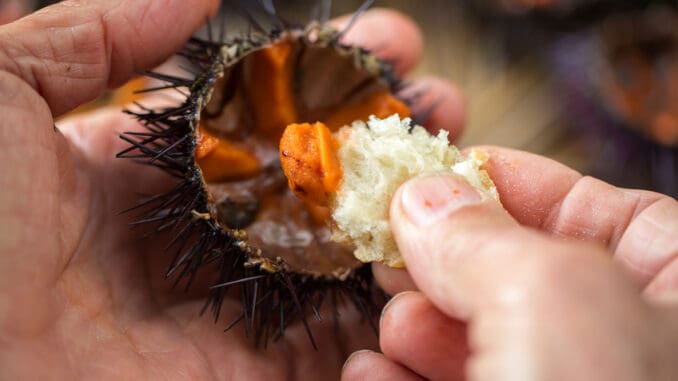 Kina: Mořský ježek jako typická pochoutka z Nového Zélandu. Připravují tam i další nevšední delikatesy