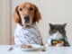 Kočka a pes by neměli jíst z jedné misky. Záměna krmiva přináší vašim mazlíčkům zdravotní rizika
