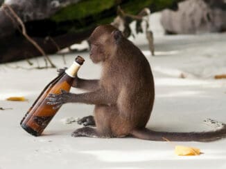 Opice milují alkohol a potvrzuje to i nová vědecká studie