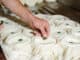 Pule: Sýr z oslího mléka je nejdražší na světě. Za jeho výrobou stojí 100 ohrožených a ručně dojených oslů