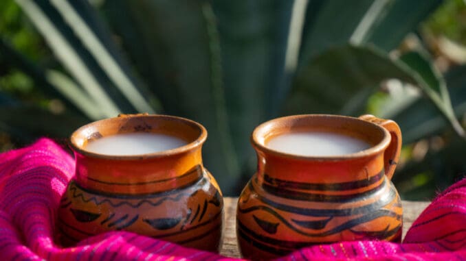 Starodávný mexický nápoj pulque je považován za dar bohů, jehož oblibu nezhatil ani španělský zákaz