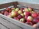 Jak správně skladovat jablka, aby dlouho vydržela