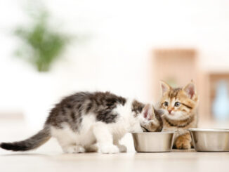 Jak správně krmit kotě? Důležité je nepřekrmovat a vědět, kdy vyměnit tekutou stravu za pevnou