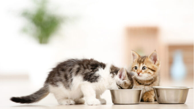 Jak správně krmit kotě? Důležité je nepřekrmovat a vědět, kdy vyměnit tekutou stravu za pevnou