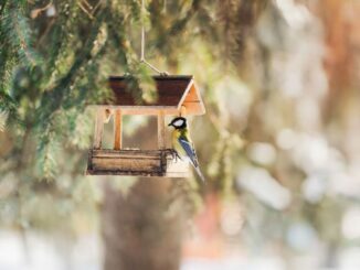 Přikrmování ptáků na zimu: Důležitá je pravidelnost i kvalitní krmivo. Pozor dejte na lůj