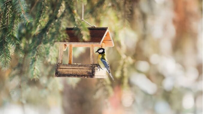 Přikrmování ptáků na zimu: Důležitá je pravidelnost i kvalitní krmivo. Pozor dejte na lůj