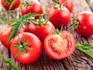 Nová vědecká studie prokázala, že rajčata mohou být prospěšná pro naše střeva