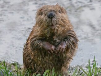 Chudí nebo bohatí, všichni chtěli maso. A když nastalo období půstu, nahradil středověký lid maso bobřím ocasem