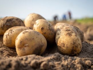 Nepleťte si rané brambory s novými. Kromě času sklizně se liší i chutí