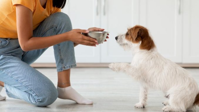Delikátní omáčka pro psy: Polijte jí granule a vraťte vašemu mazlíčkovi chuť k jídlu