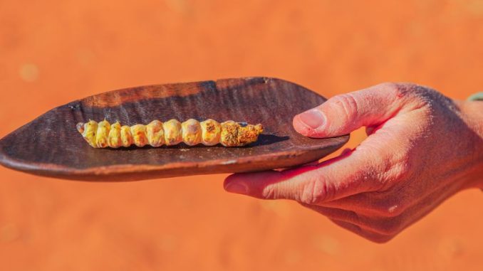 Čarodějná larva: Australská pochoutka s účinky viagry
