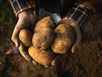 Brambory k nám přinesli mniši. Dnes jde o jednu z nejpoužívanějších surovin v české kuchyni