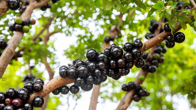 Kumquat, rambutan, jaboticaba: Méně známé exotické ovoce plné vitamínů