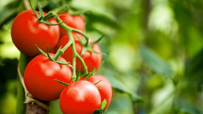 Rajčata mohou snížit krevní tlak. Jde o dostupnou zeleninu, kterou bychom měli konzumovat denně
