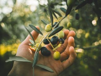 Olivy mají mnoho vitamínů a jsou vhodné i pro těhotné. Zařaďte je do jídelníčku pravidelně