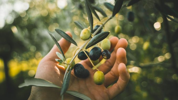 Olivy mají mnoho vitamínů a jsou vhodné i pro těhotné. Zařaďte je do jídelníčku pravidelně