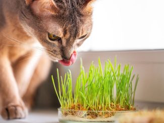 Udělejte radost sobě i své kočce. Vypěstujte si kočičí trávu