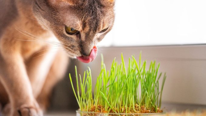 Udělejte radost sobě i své kočce. Vypěstujte si kočičí trávu